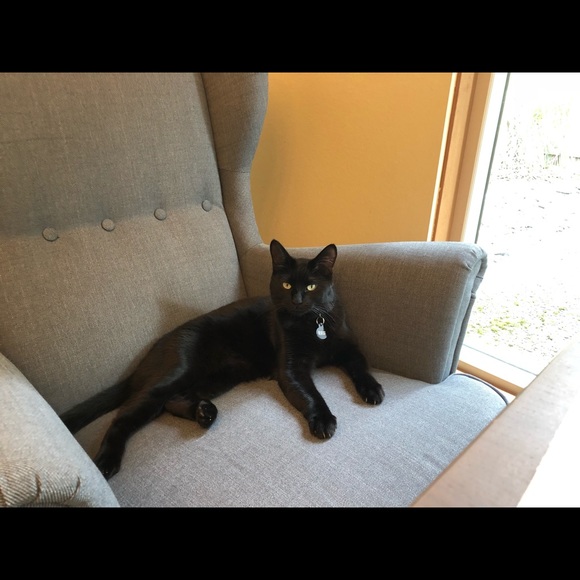 Meet your Posher, Janice cheryl - Picture 1 of 1